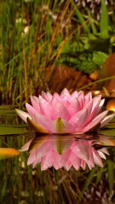 Нимфея Болотная