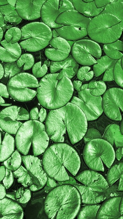 Лист кувшинки