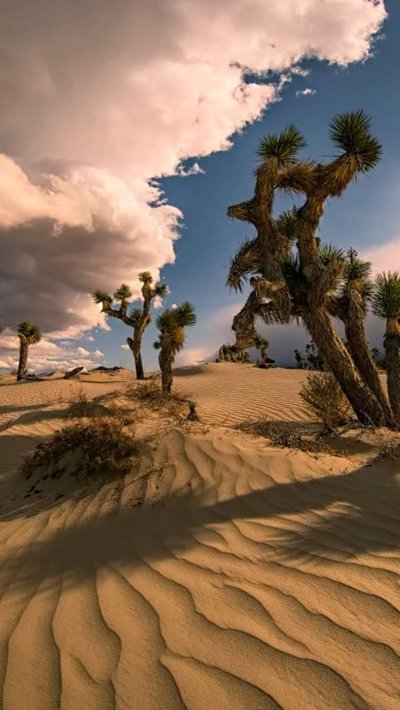 Пустынный пейзаж