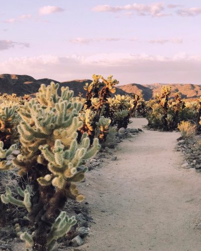 Пейзажи с кактусами