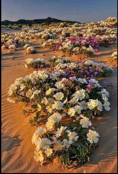 Растения эфемеры пустыни