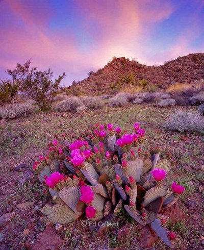 Цветущая пустыня Атакама