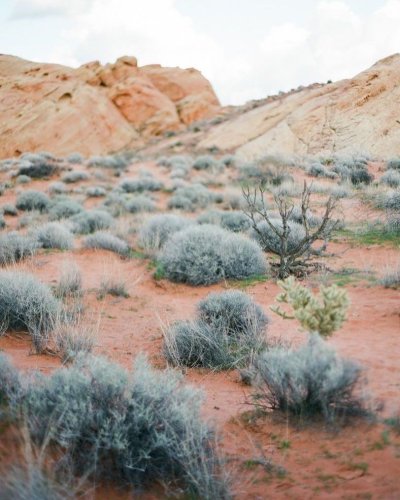 Эстетика пустыни