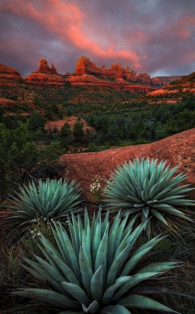 Аризона Агава