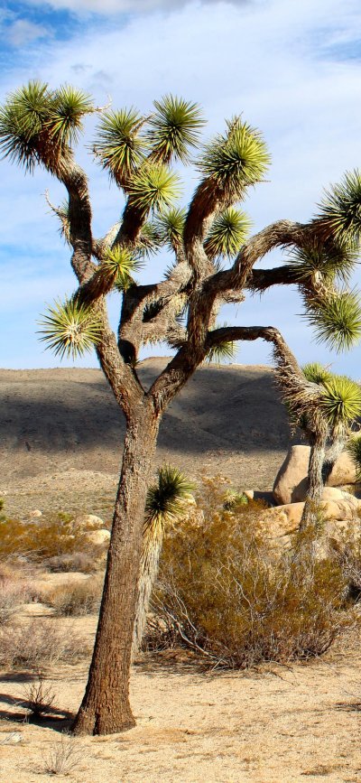 Национальный парк Джошуа