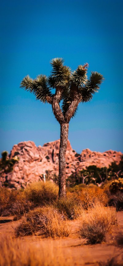 Дерево в пустыне