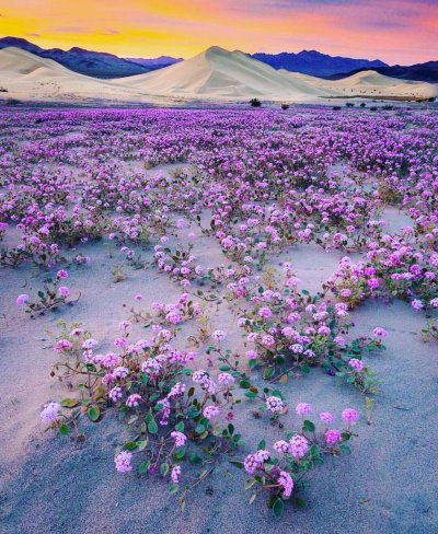 Цветущая пустыня Атакама, Чили