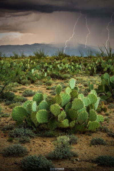 Суккуленты в Мексике