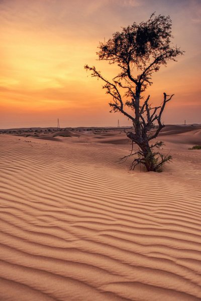 Нешев пустыня