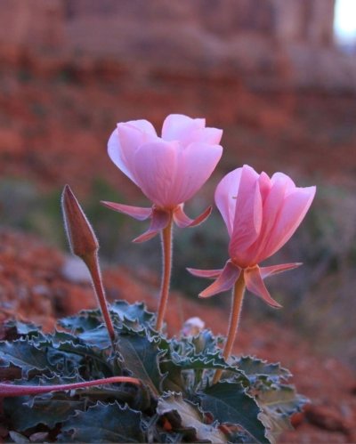 Растения эфемеры пустыни