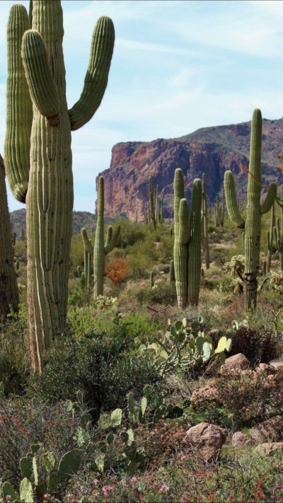 Аризона ландшафт