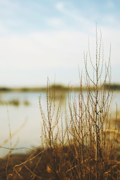 Горизонты болотные