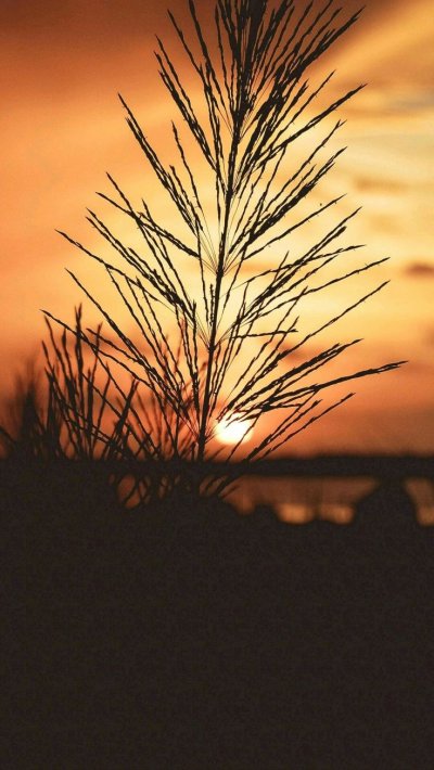 Трава на рассвете