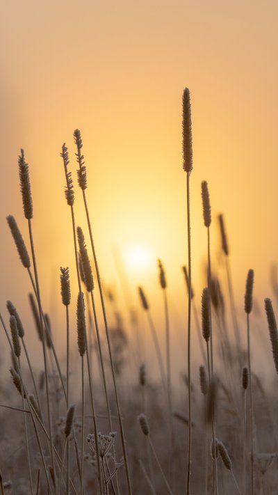 Колосья в тумане