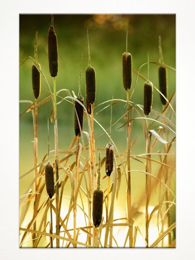 Болотная трава рогоз