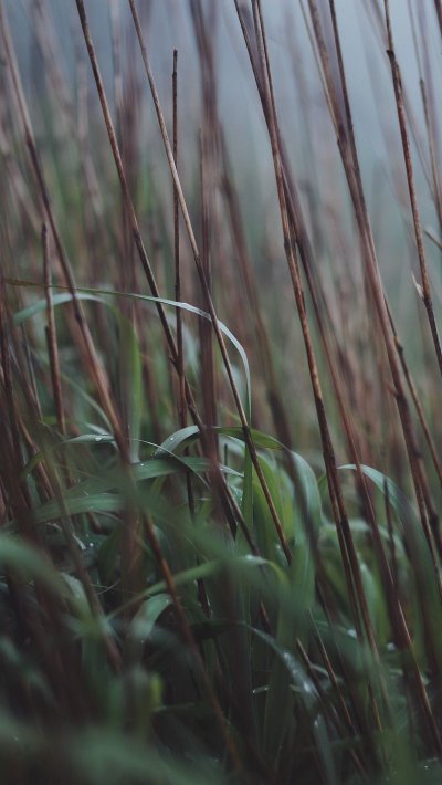 Камыш цветонос