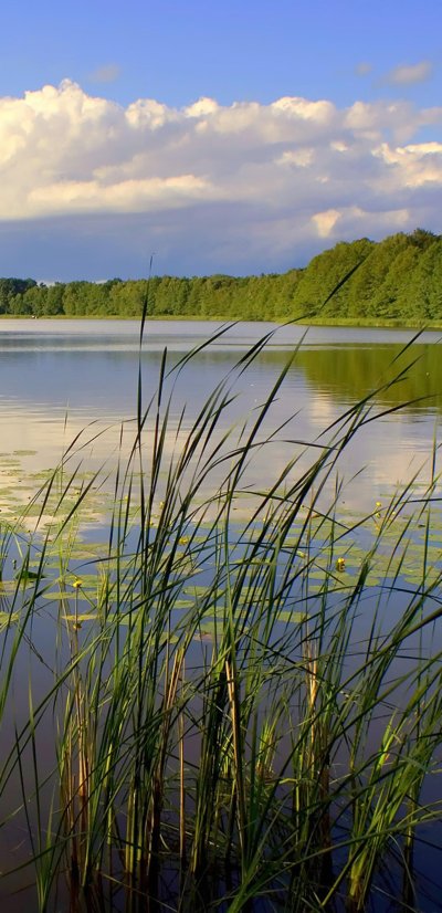 Речка с камышами