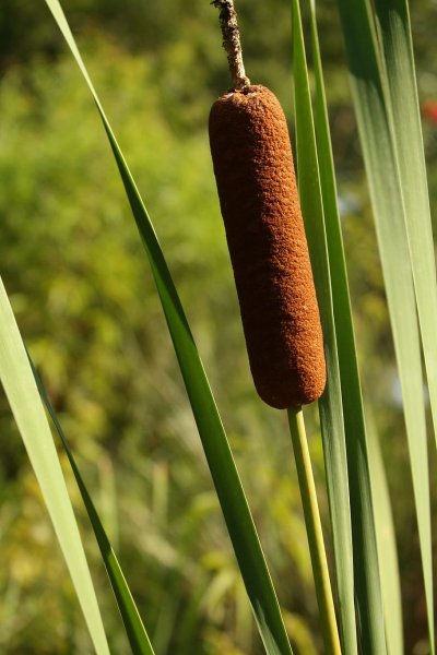 Рогоз узколистный (Typha angustifolia)