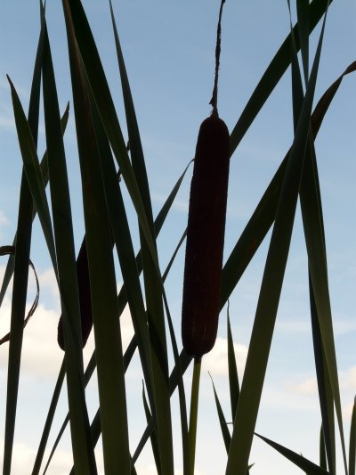 Reed Bulrush