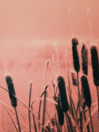 Красивые камыши