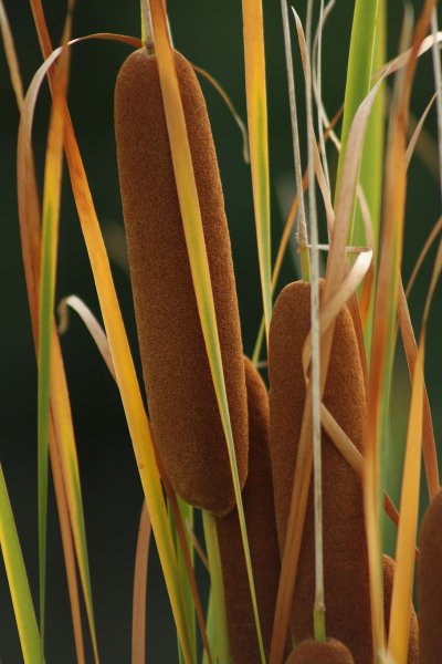 Арундо тростниковый