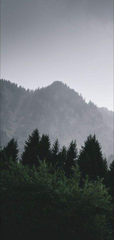 Лес горы туман