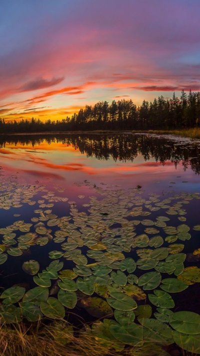 Кувшинка в Ленинградской области