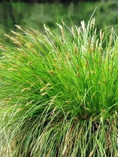 Осока метельчатая Monet