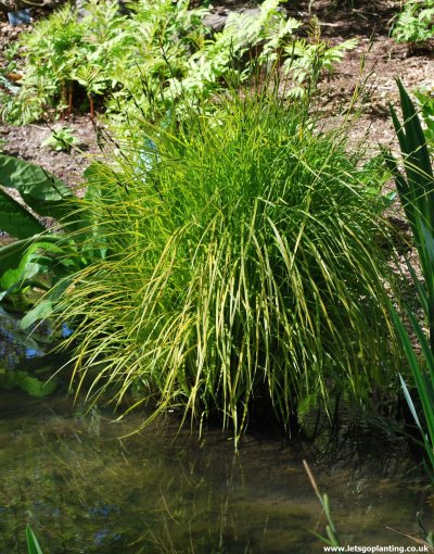 Осока Элата Ауреа