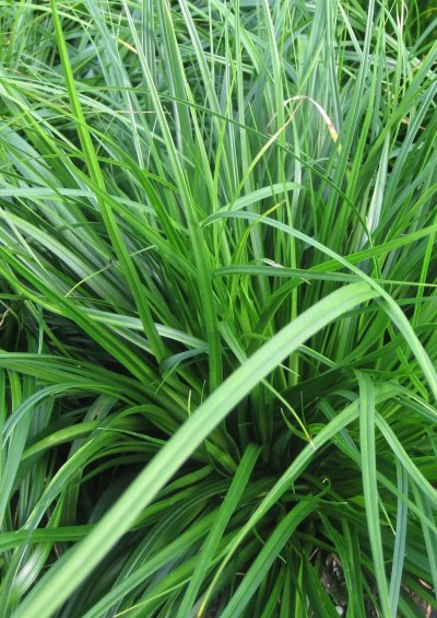 Осока охименская Эвеголд