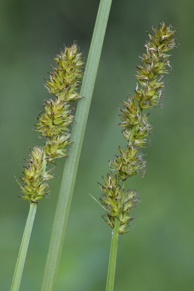 Carex Vulpina