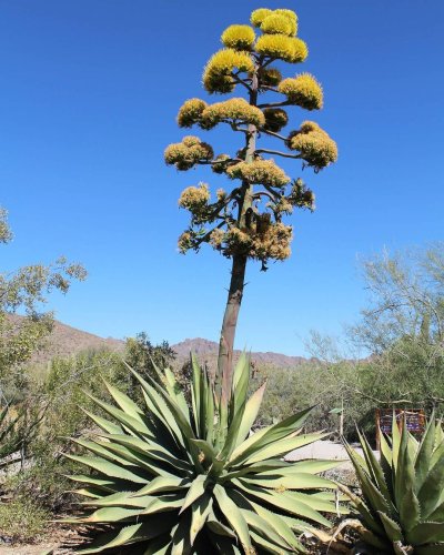 Агава растение