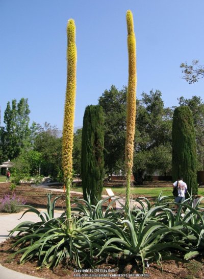Agave vilmoriniana