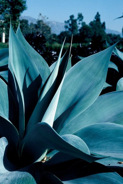 Agave attenuata