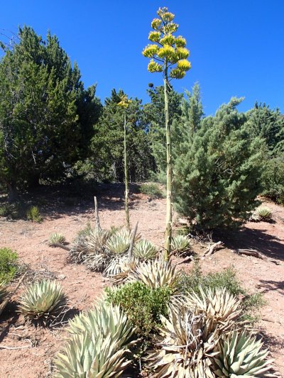 Цветущая Агава
