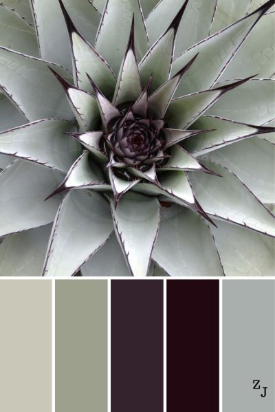 Агава королевы Виктории