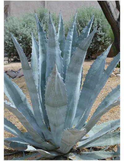 Агава американская