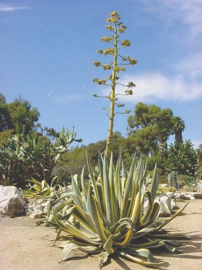 Агава американская Маргината