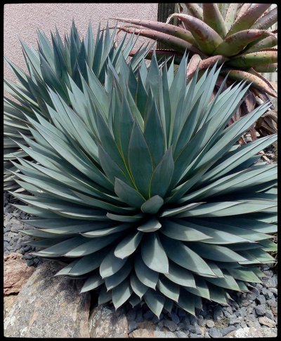 Суккулент Агава голубая