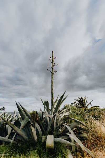 Агава Португалия