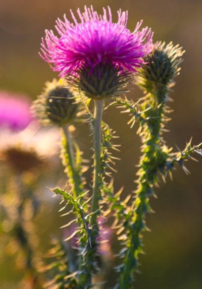 Трава верблюжья колючка