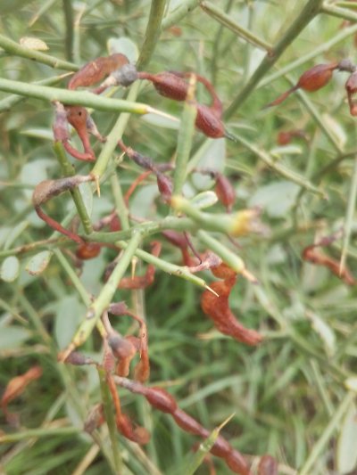 Верблюжья колючка пажитник