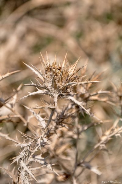 Верблюжья колючка обыкновенная