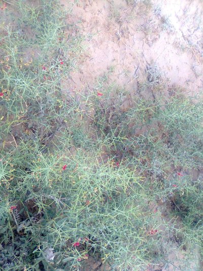 Верблюжья колючка обыкновенная