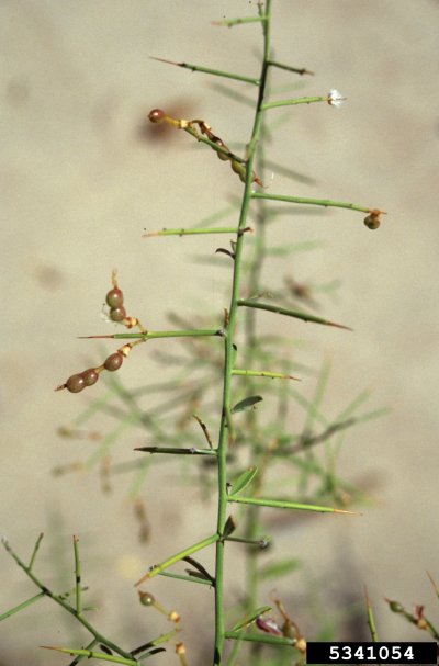 Янтак верблюжья колючка