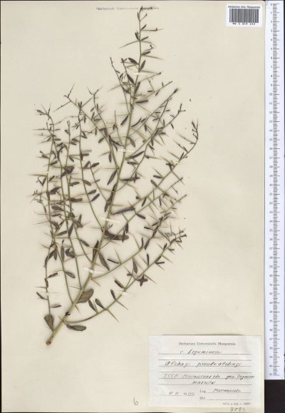 Верблюжья колючка обыкновенная