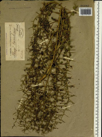 Верблюжья колючка Персидская