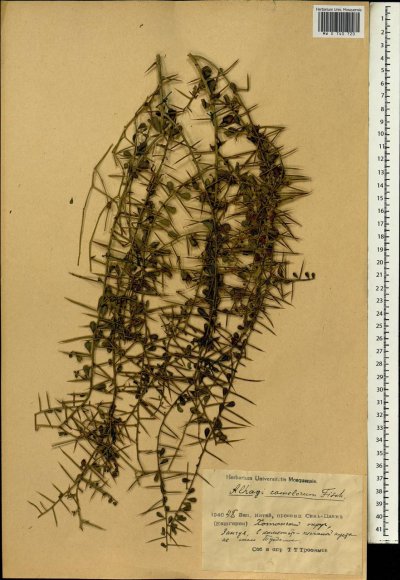 Янтак верблюжья колючка