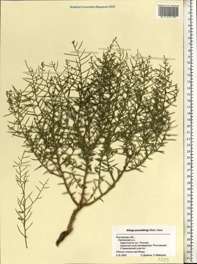 Янтак верблюжья колючка