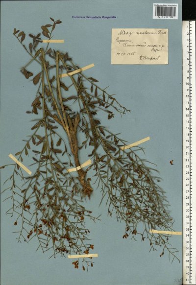 Верблюжья колючка обыкновенная